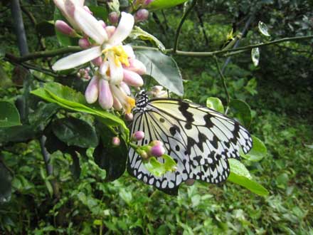 石垣島レモンの花と蝶