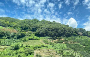 愛媛県無茶々園