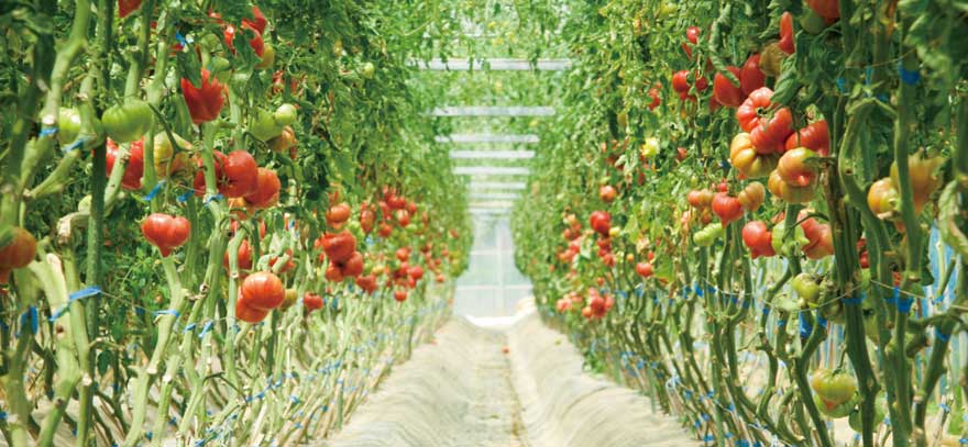 たかしまトマト栽培