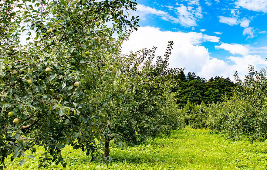 有機栽培りんごの圃場