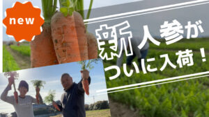 新人参、ついに入荷しました1