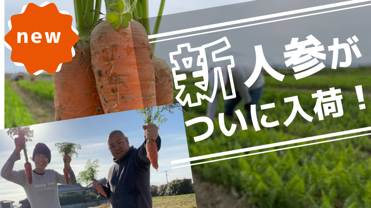 新人参、ついに入荷しました1