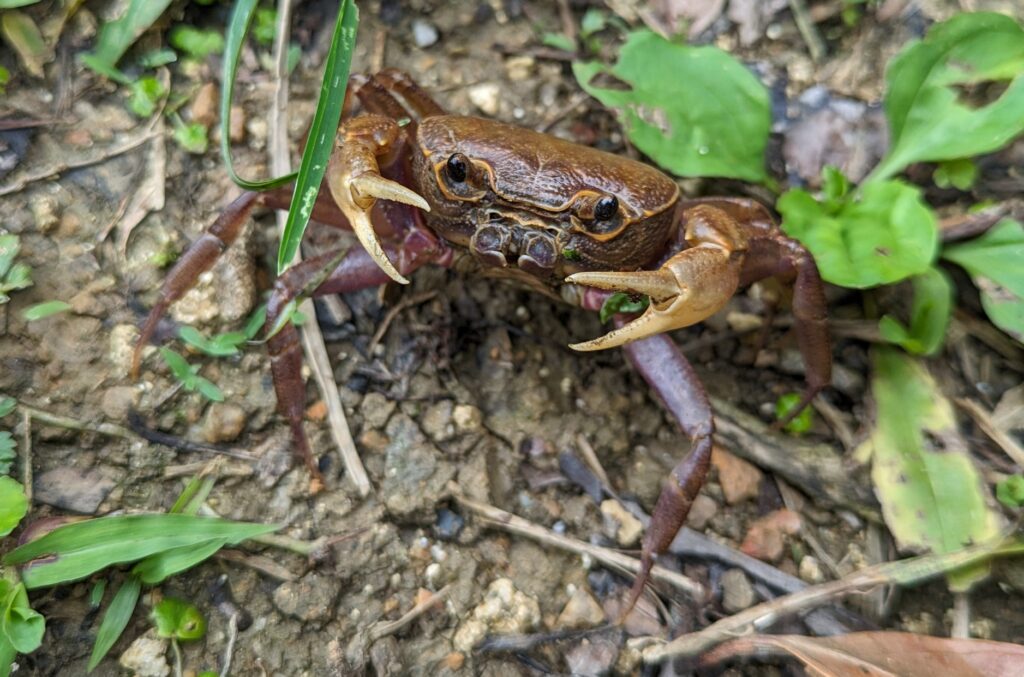 石垣島のカニ