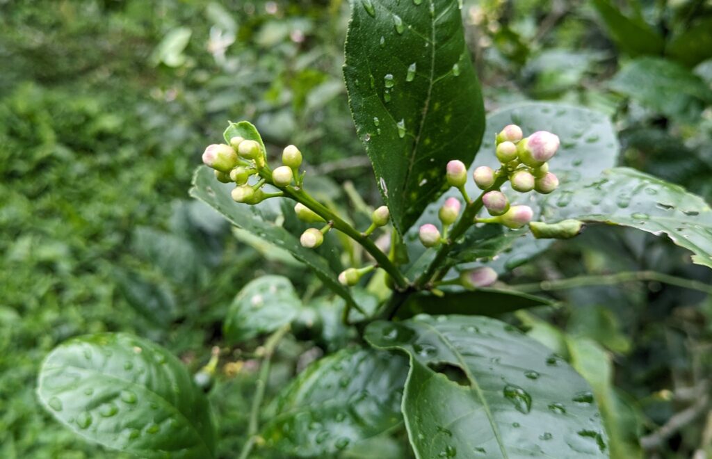 マイヤーレモンのつぼみ