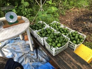 今年も石垣島のマイヤーレモン収穫できました！