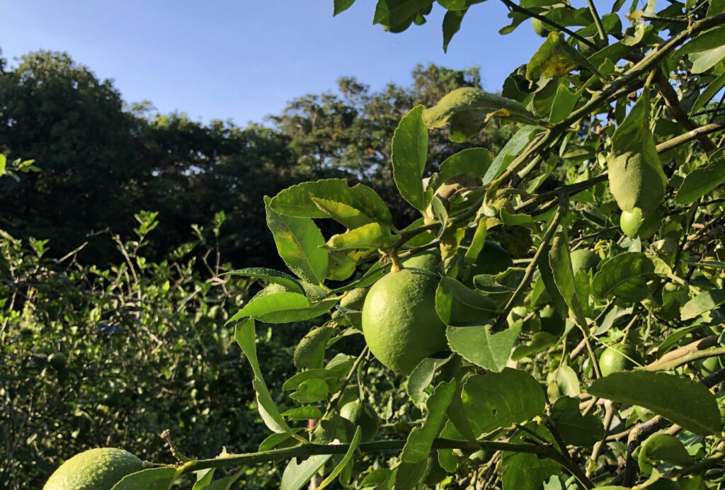 マイヤーレモンの樹