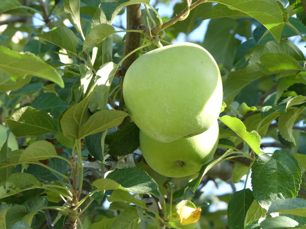 留目さんのりんご