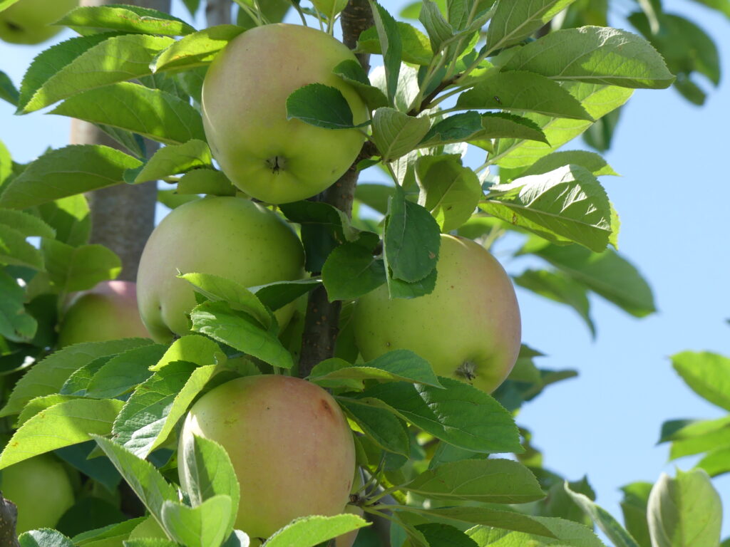 福田さんのりんご