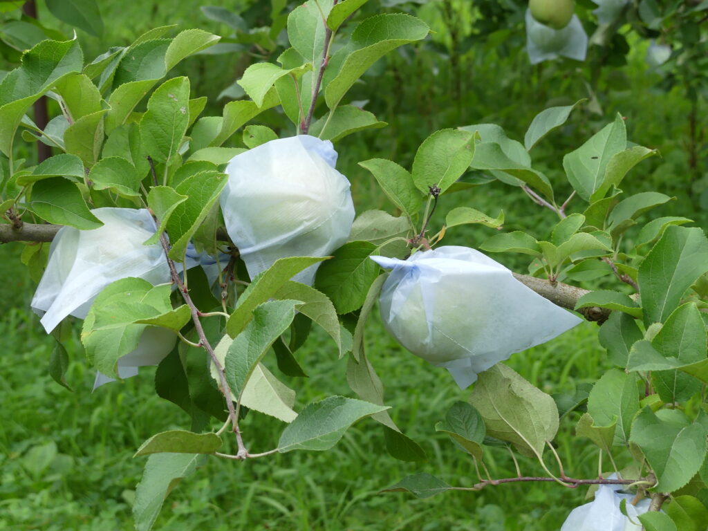 袋をかぶせたりんご