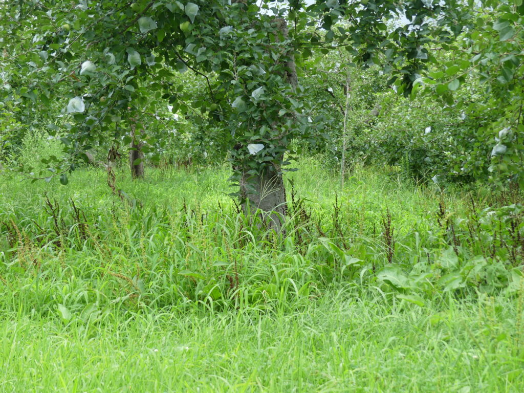 なぜか伸びない草むら